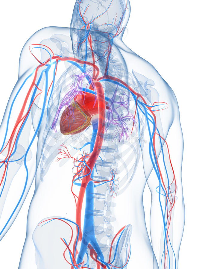 Vascular Surgery – Overview, Causes & Diagnosis | Dr S K Sinha